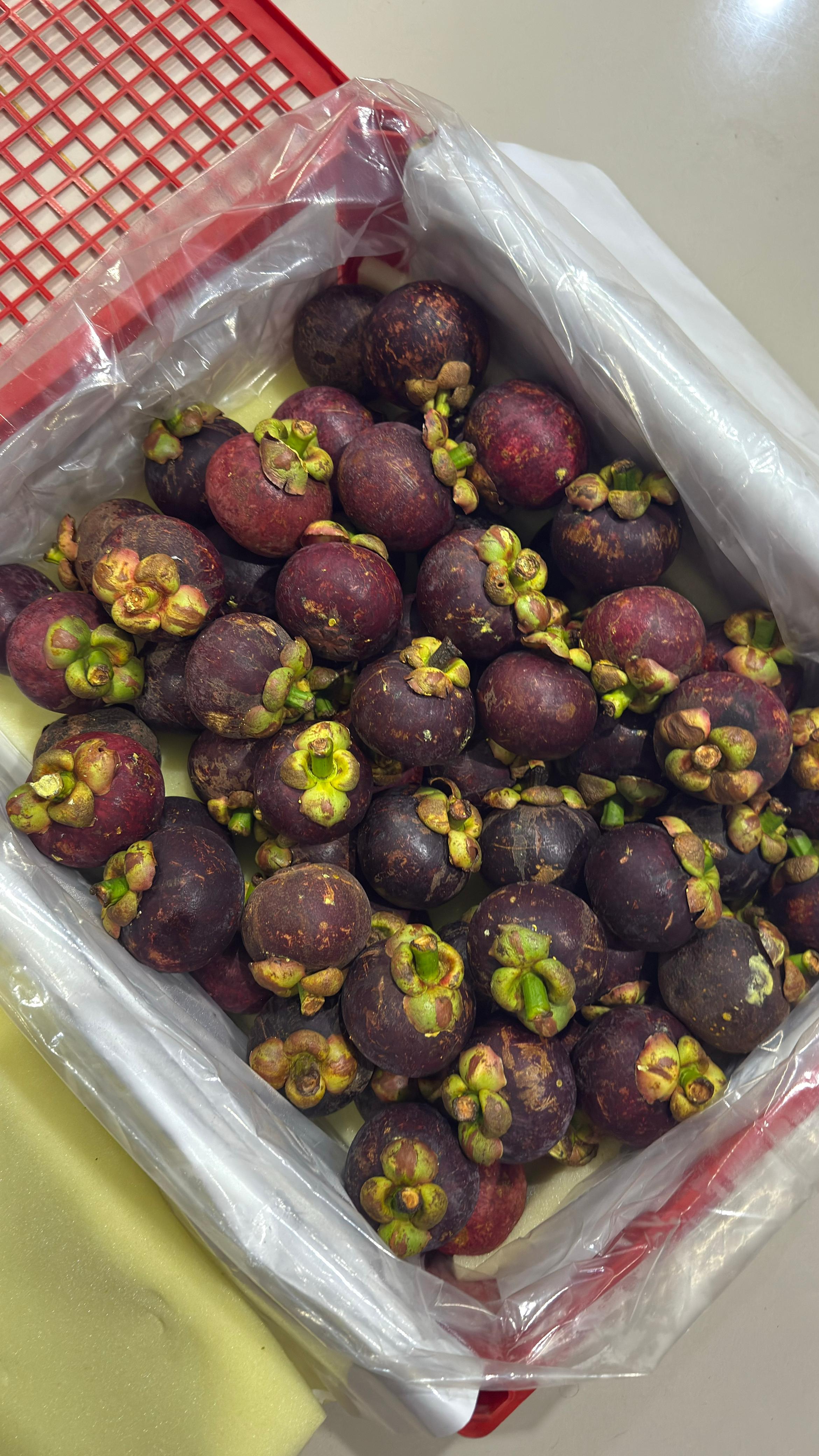 Mangosteen Sagara Rimba Altura - 8.jpeg