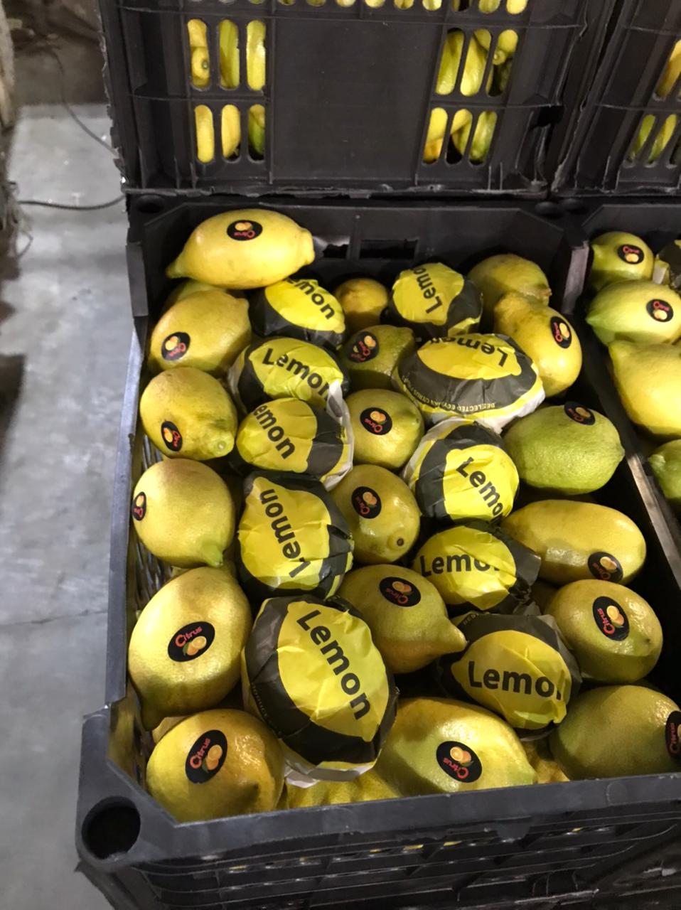 lemon_egypt#kodra-export_1.JPG