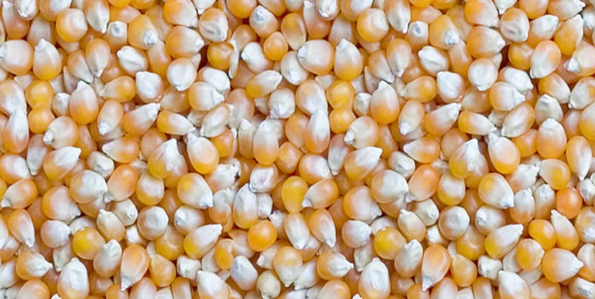 Maize seeds.jpg