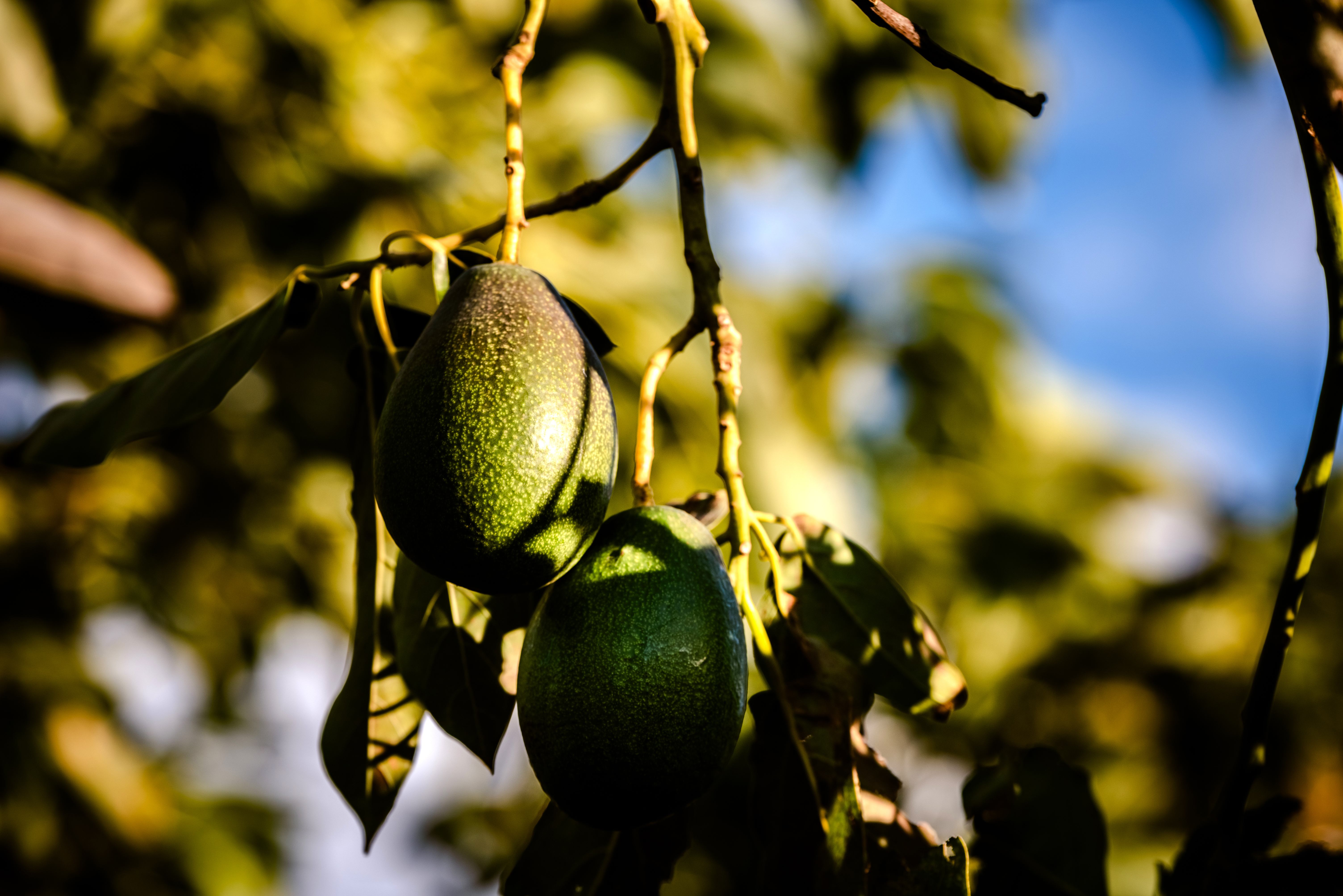 avocados-cuke-seedless-persea-americana-on-the-t-2022-06-01-23-38-38-utc.jpg