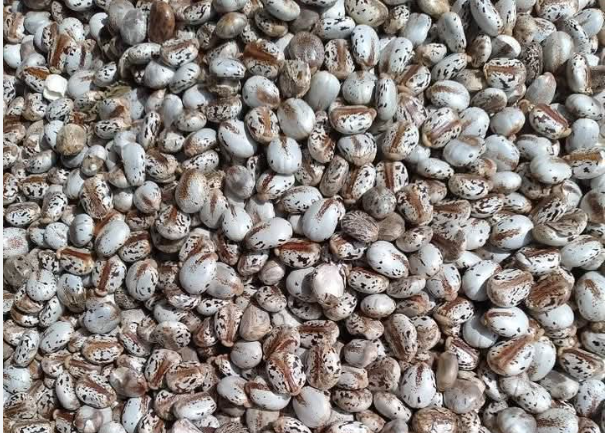 Naanos Brazilian White Castor Seed 2.PNG