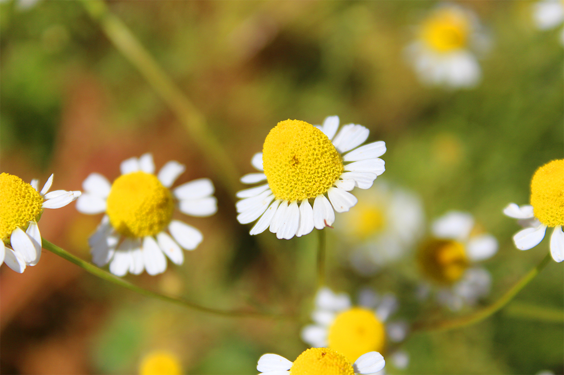Chamomile.jpg