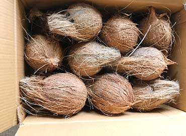 coconut3.jpg