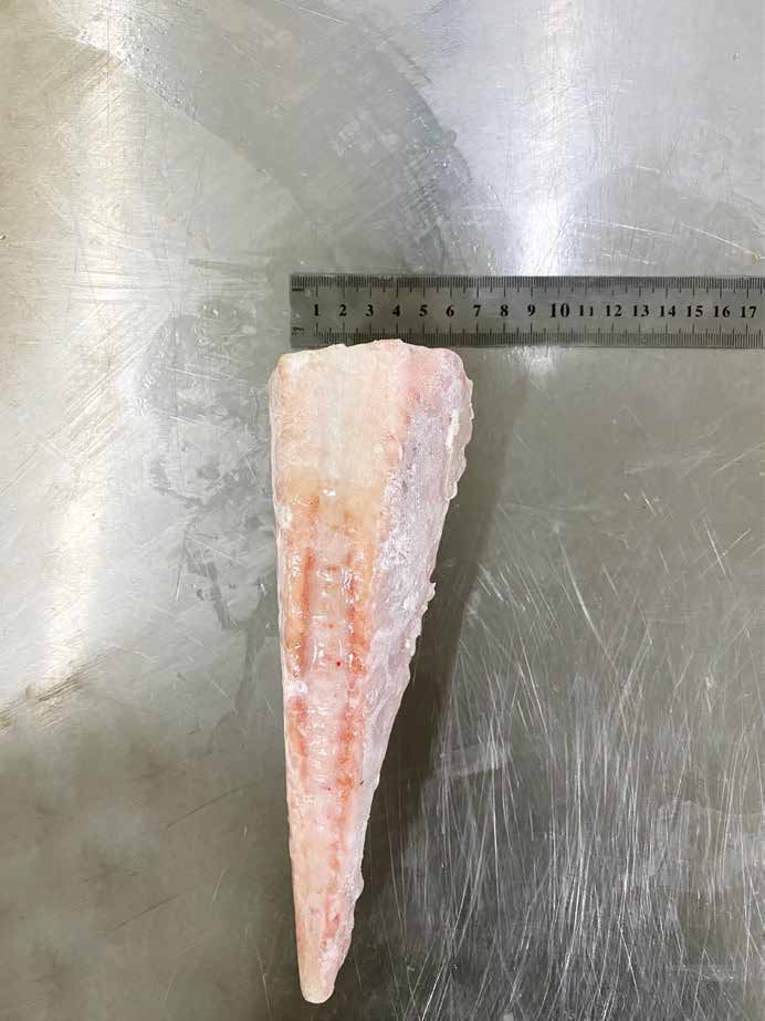 Catfish (1).jpg