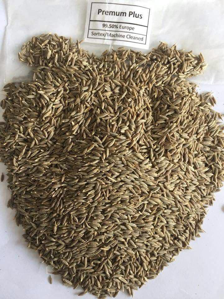 cumin seed_premium plus.jpeg