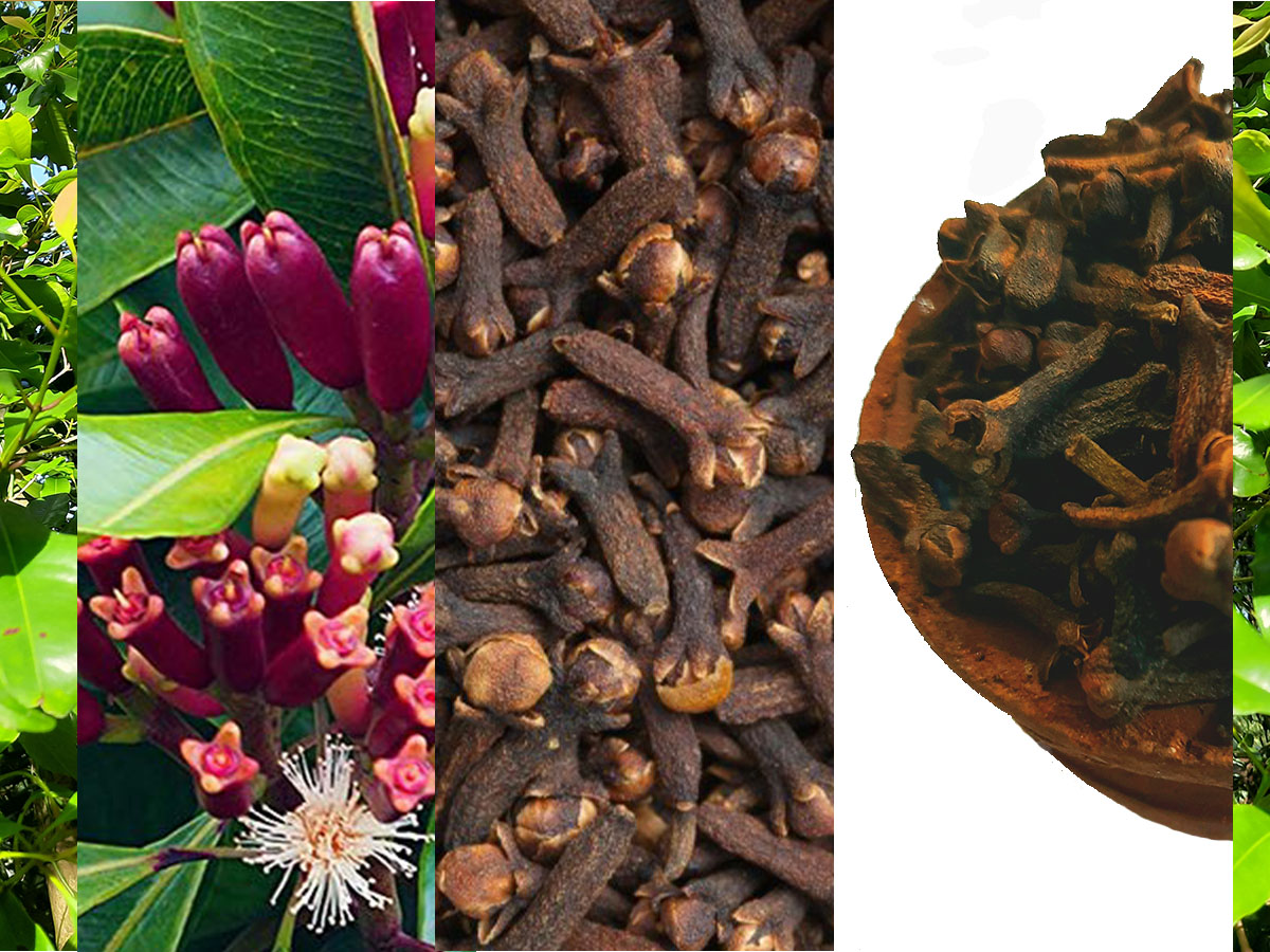 cloves page.jpg