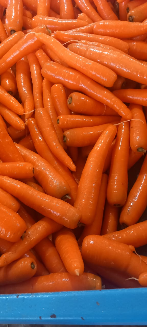 CARROTS 1.jpg