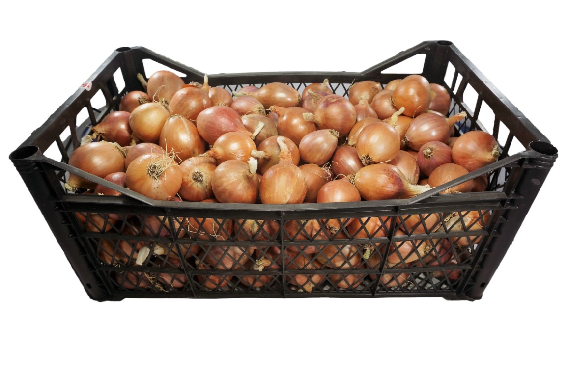 Shallot - Round (1).jpg