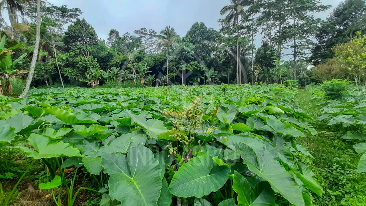 taro farm indonesia supplier dried taro leaves indoagrio (16).jpg