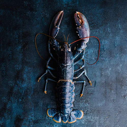 blue lobster square_1638789035.webp
