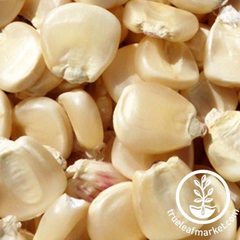 hickory-king-white-corn-com-wm_1_1944x.jpg