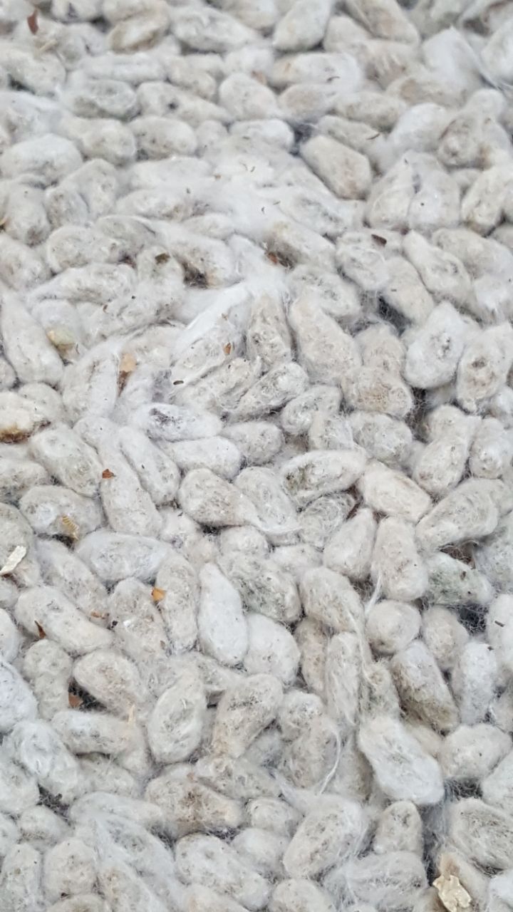 COTTON SEED - CAROÇO DE ALGODÃO (18).jpeg