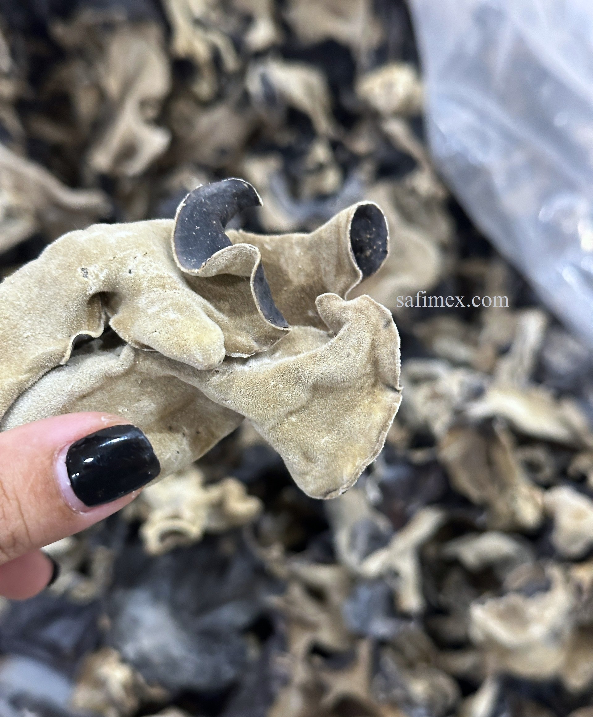 wood ear mushroom7.jpg
