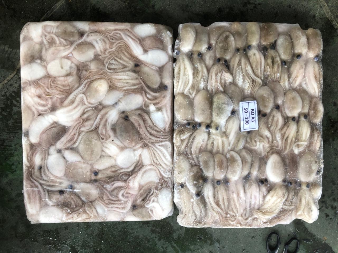 Baby Octopus_50-100_Block Frozen_1.jpeg