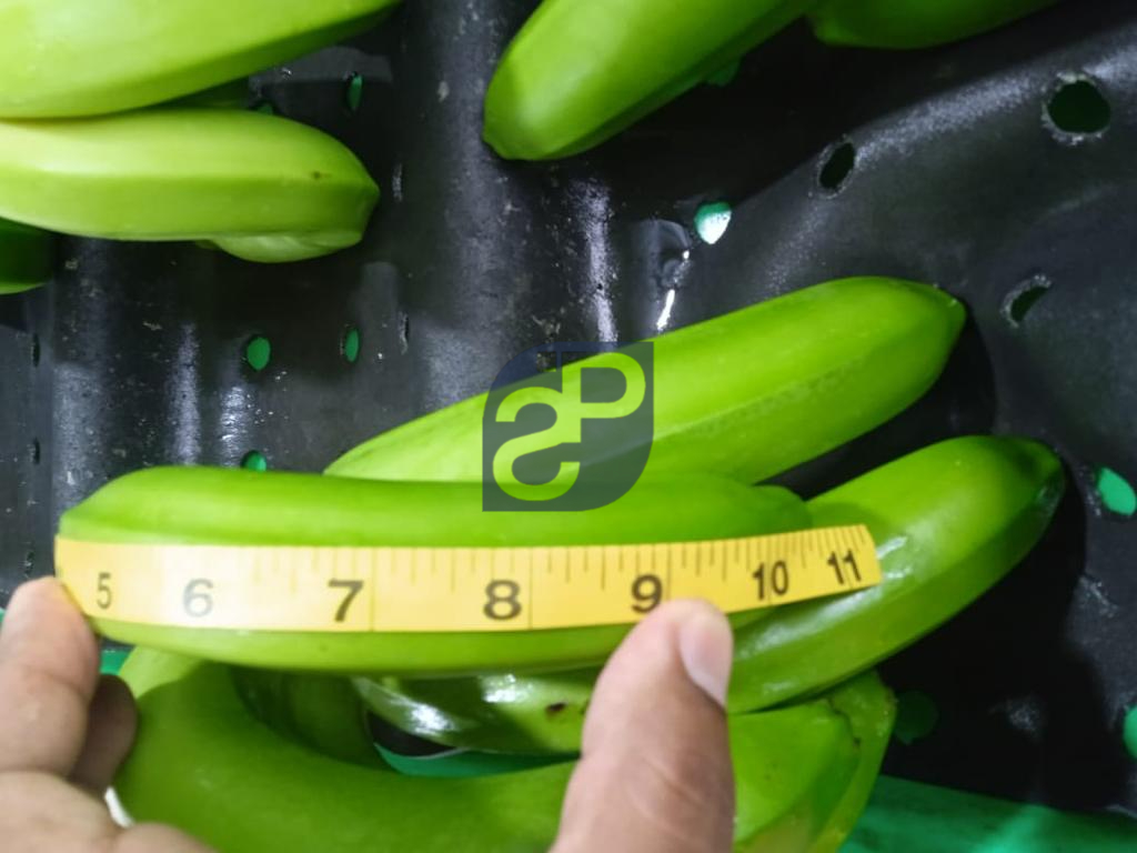 Bananas #4 - Standard & Partners.jpg