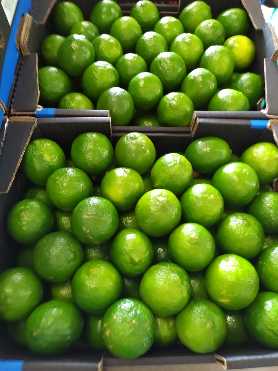 Limes 2.jpeg