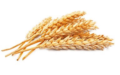 mmexport1670257848098.png