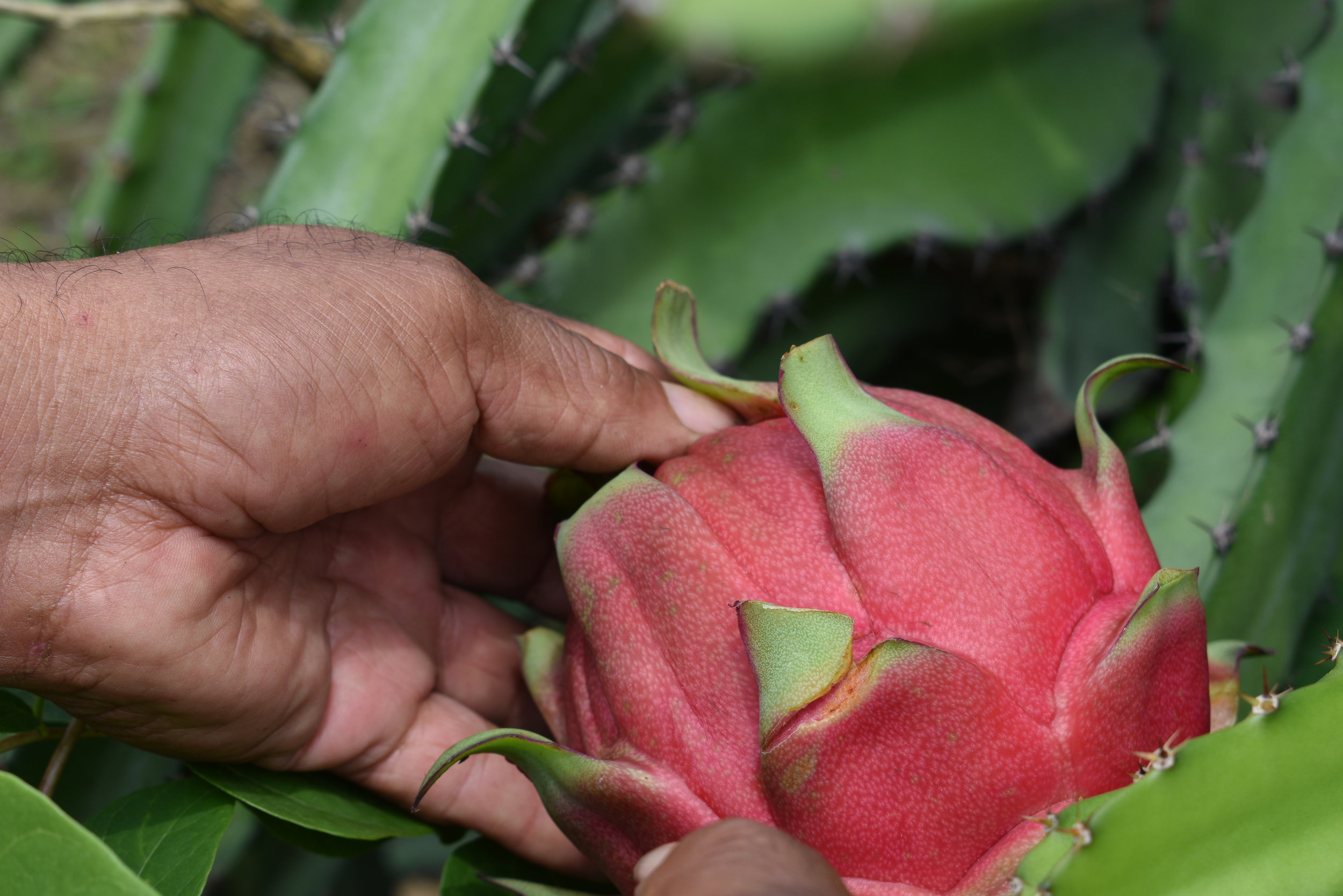 Burke Agro De Nicaragua S.A.