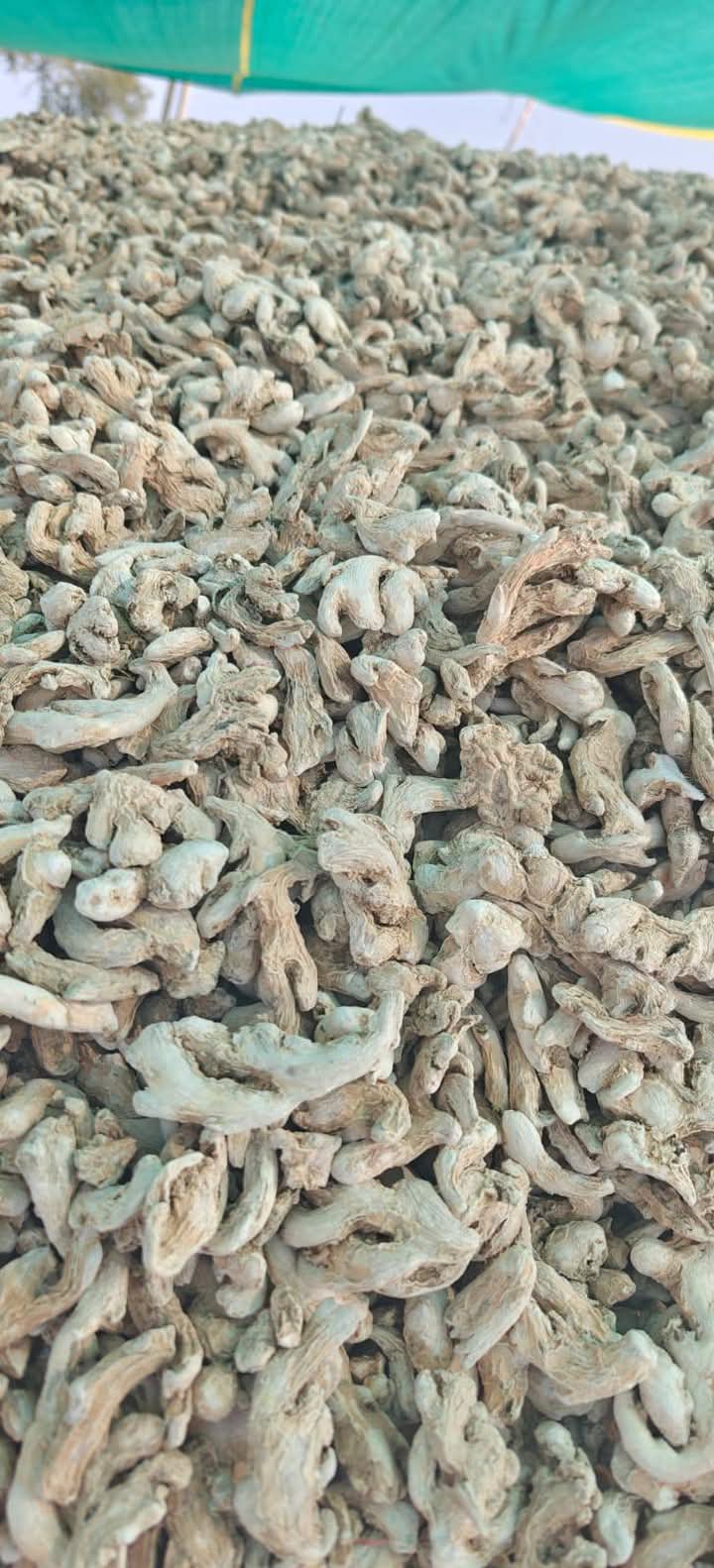 dry ginger 4.jpg