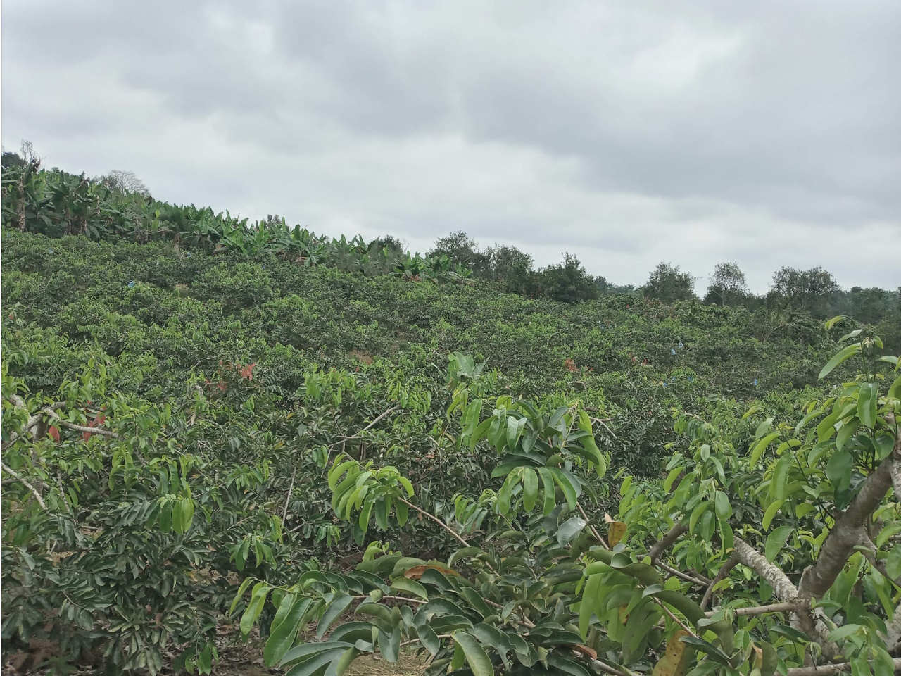 2-Farming-Fresh-Soursop-Colombia.jpg