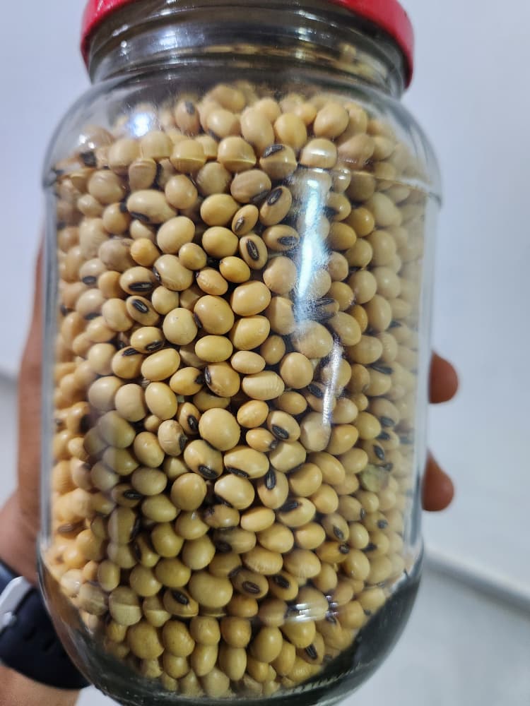 soybean 1.jpg
