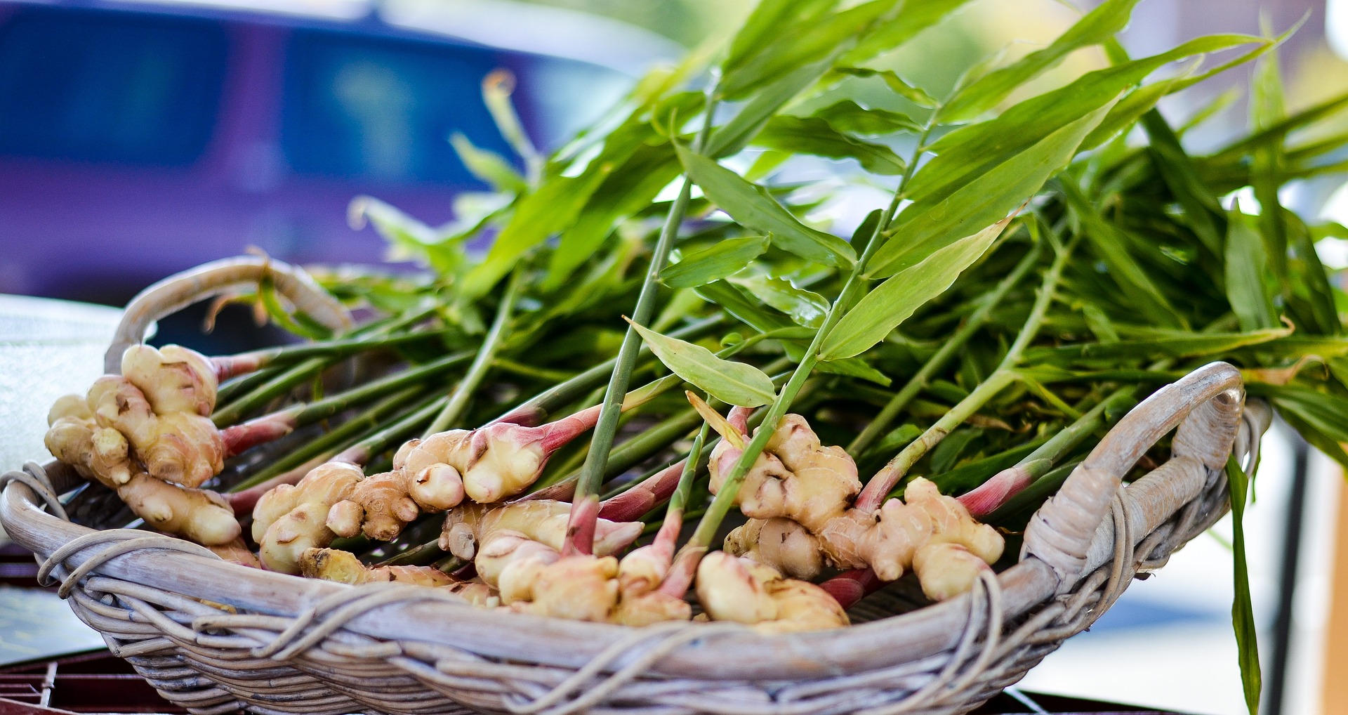 ginger with leaves.jpg