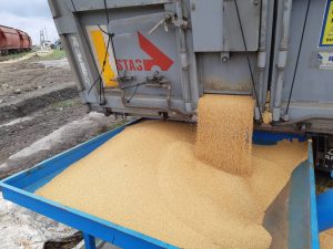yellow millet 9.jpg