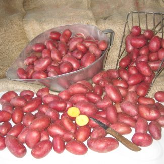 gewachene-rote-Mini-325x325.jpg