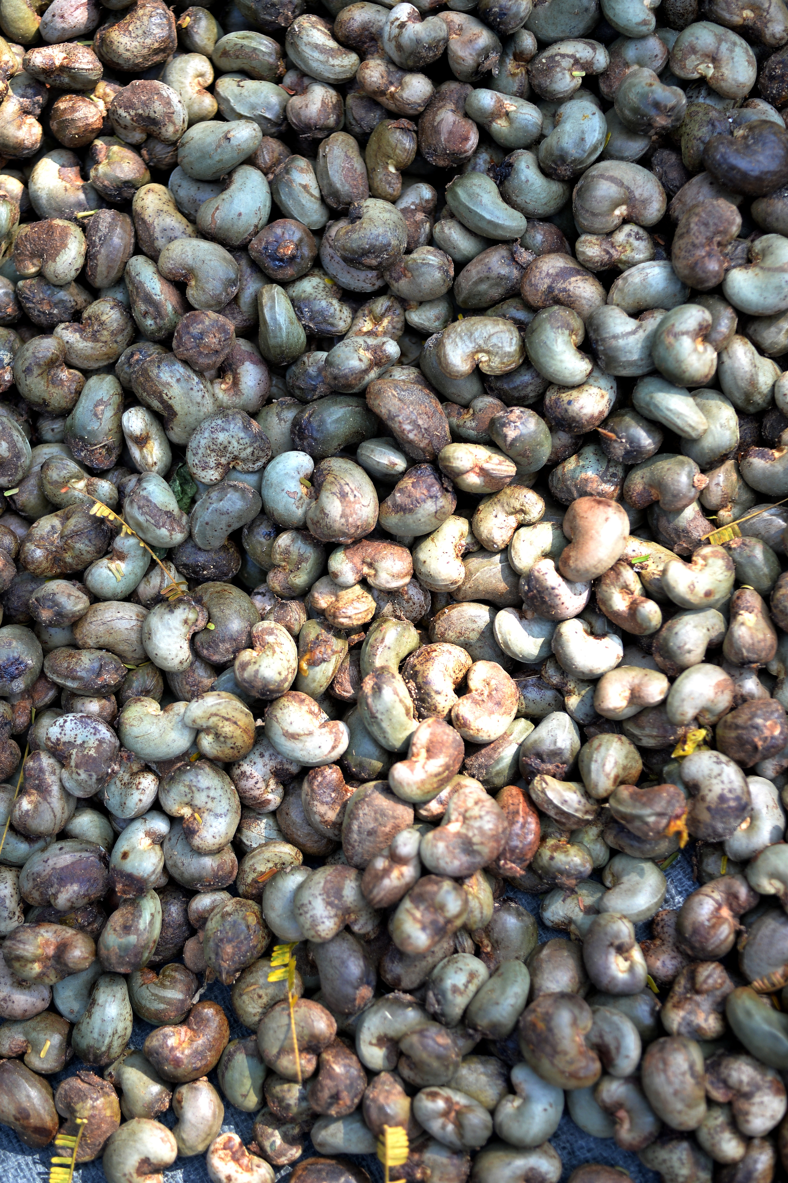 Raw Cashew Nut in Shell 2.jpeg