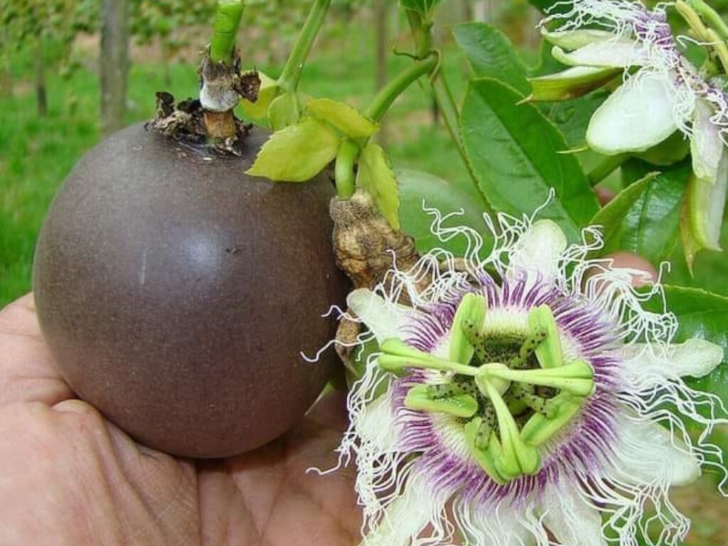 2-Farming-Fresh-Purple-Passion-Fruit-Colombia-1024x768.jpg