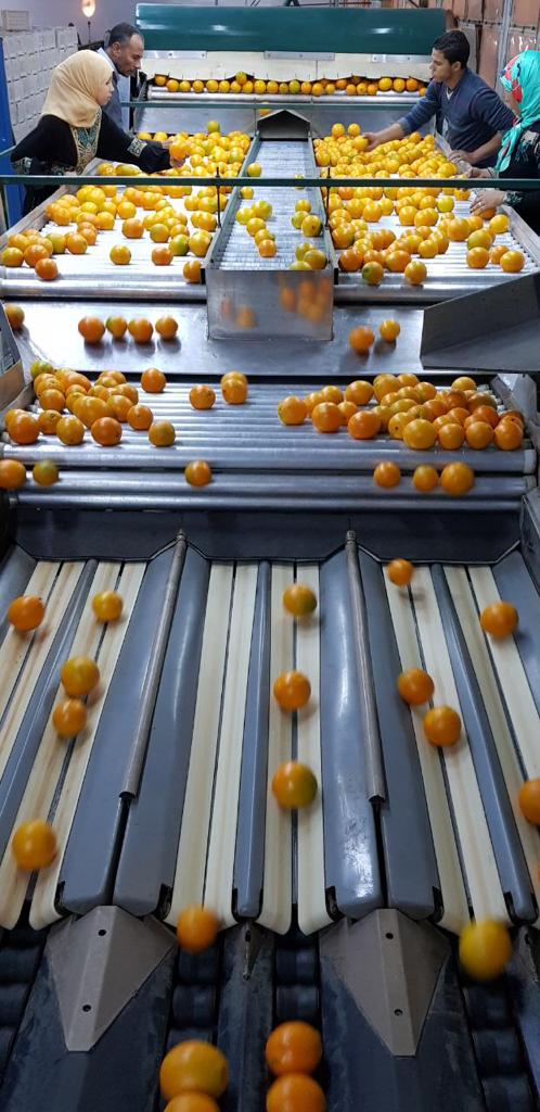 orange sorting machine.jpg