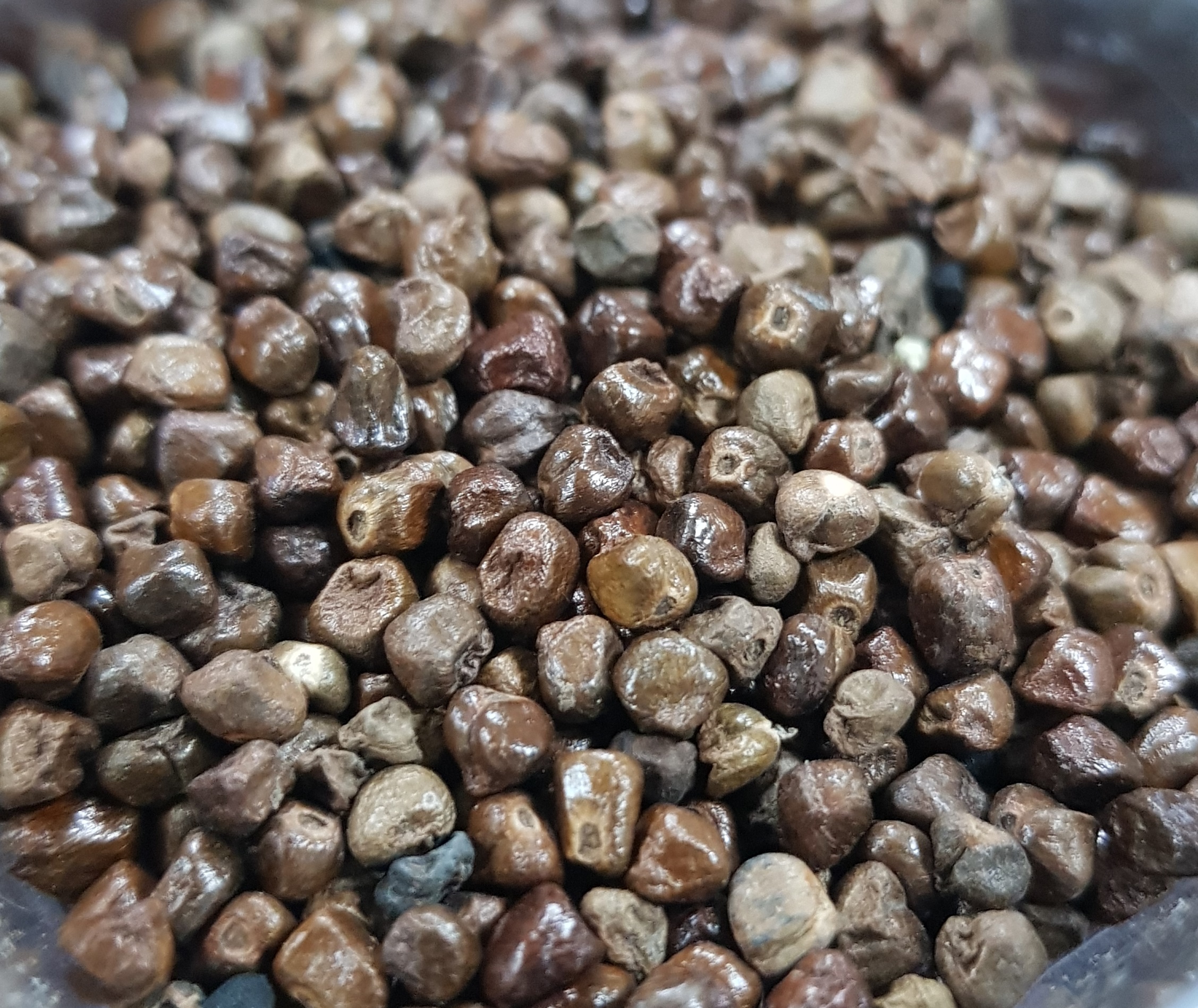 YSO - BLACK CARDAMOM SEEDS.jpg