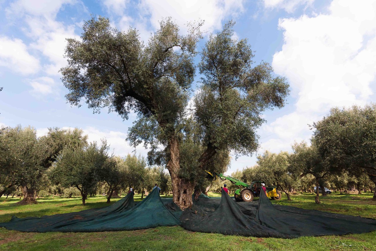 PDGMILL500DEM_secular olive tree for Millenarium olive oil.jpg