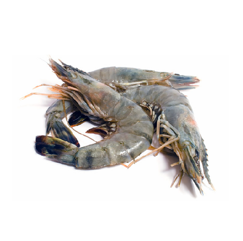 Prawn.png