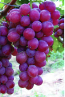 Grapes_2.png
