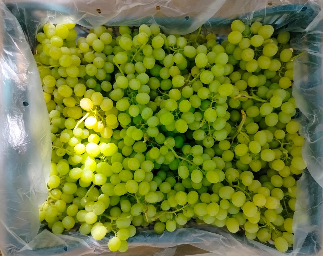 Superior White Grapes Seedless Green Agro.jpg