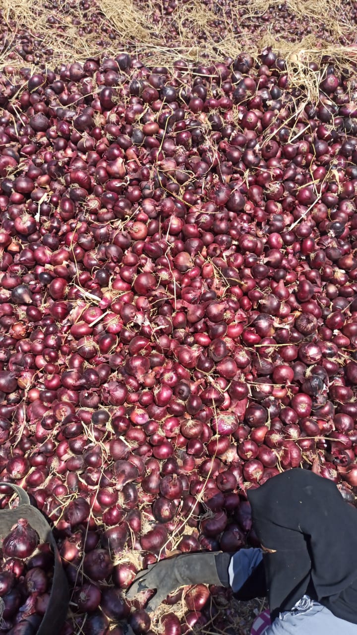 red onions 2.jpeg