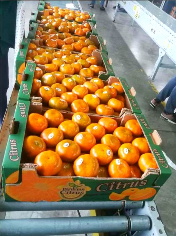Peruvian Fresh Products - Mandarins 3.jpg