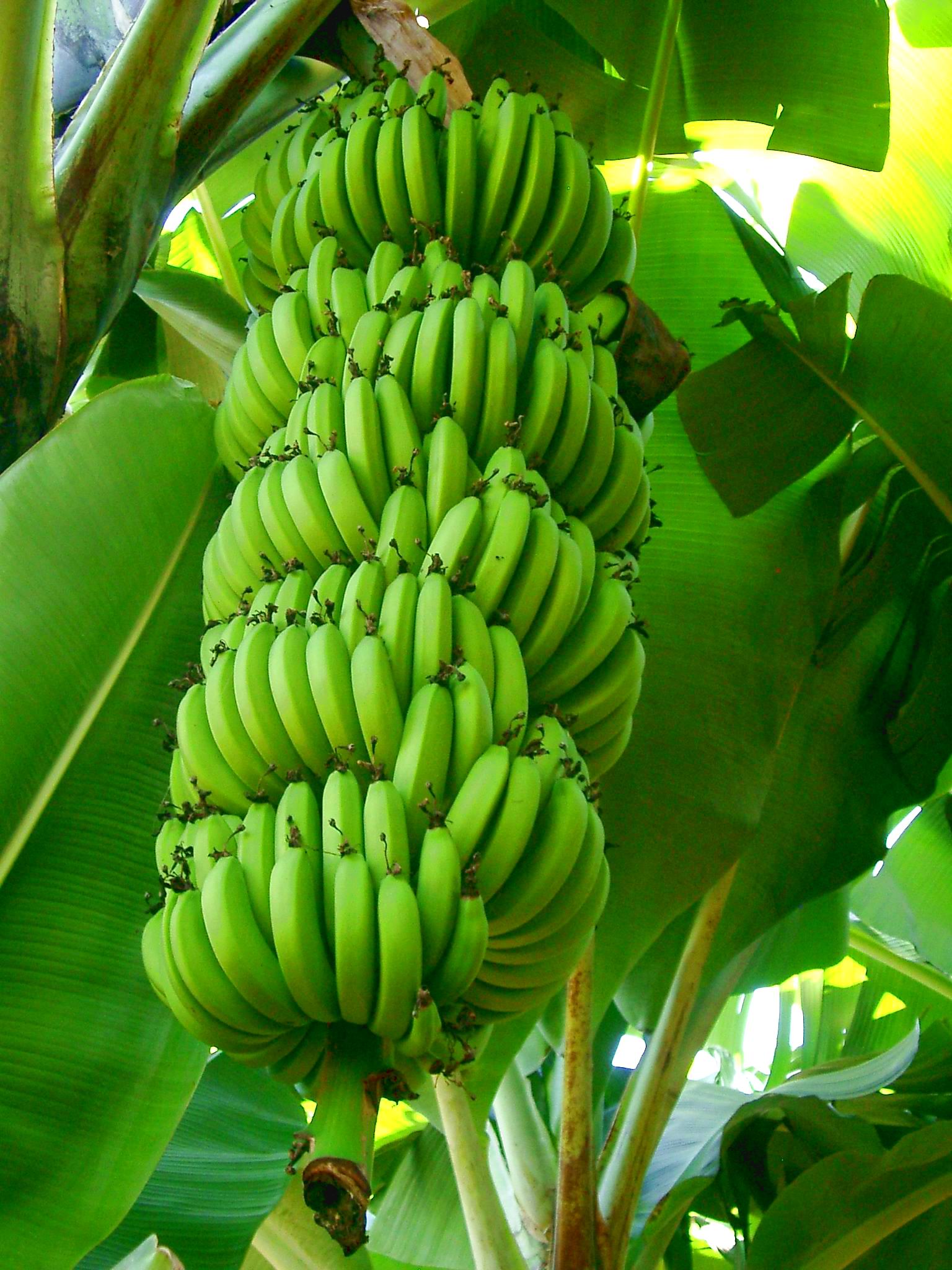 Banana Bunch.JPG