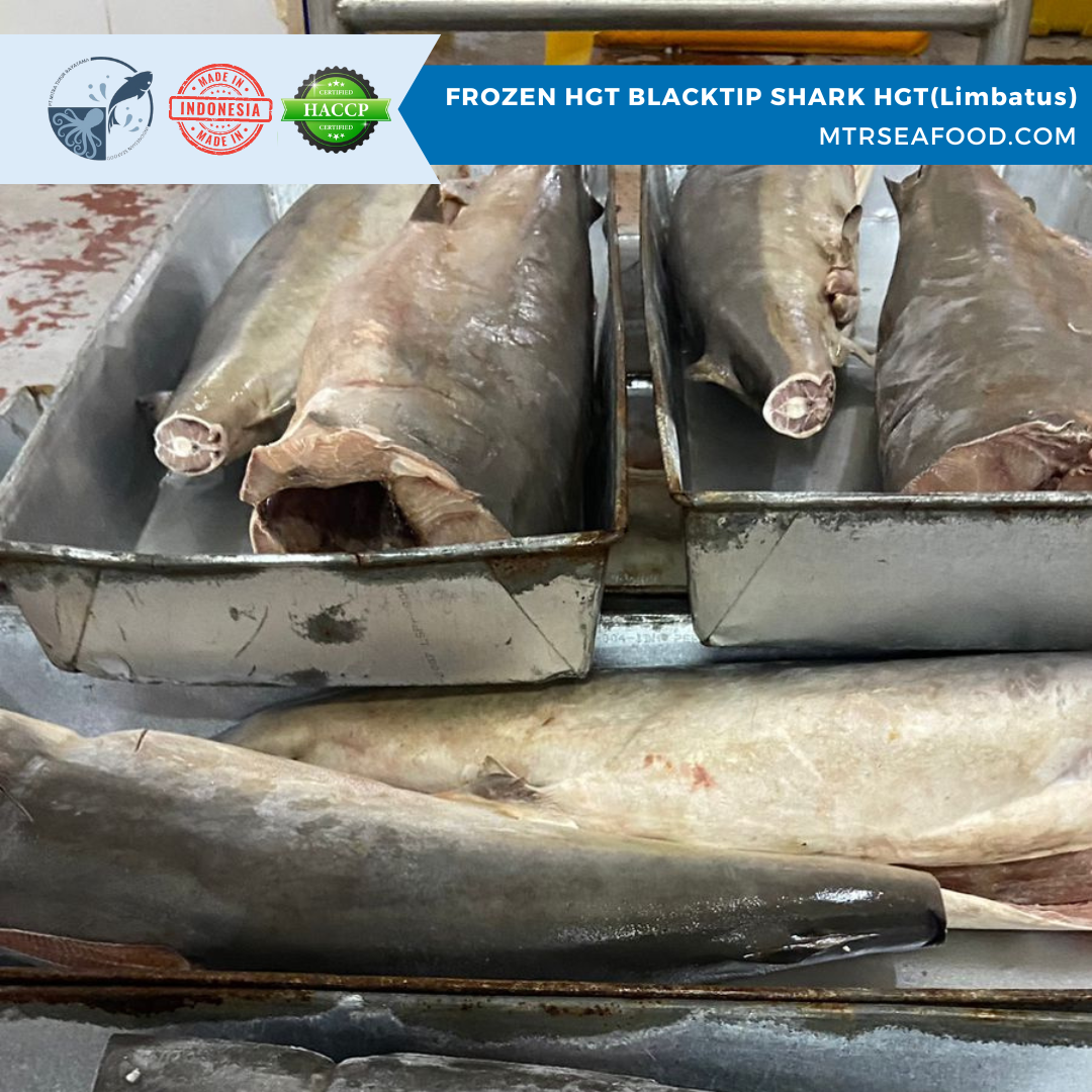 FROZEN SHARK HGT.png