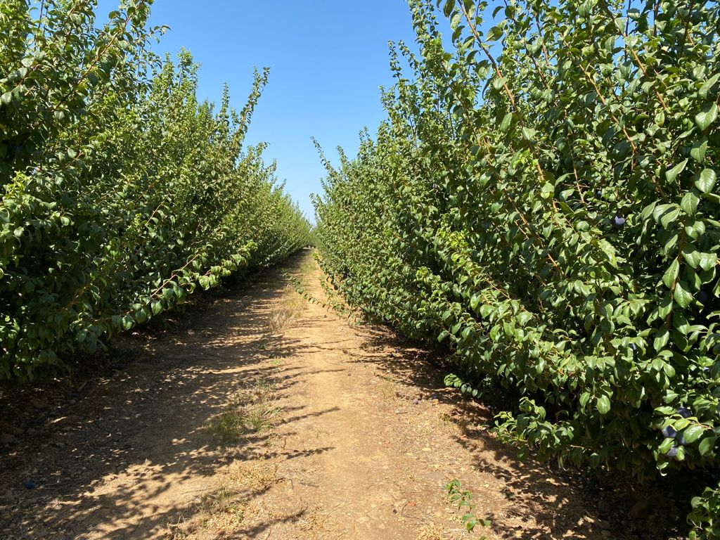 Angeleno Orchards