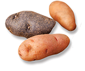 fingerlings-v3.png
