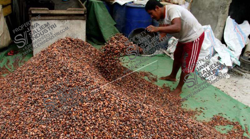 foto biji coklat Jaya Saliem Industri terbaru .jpg
