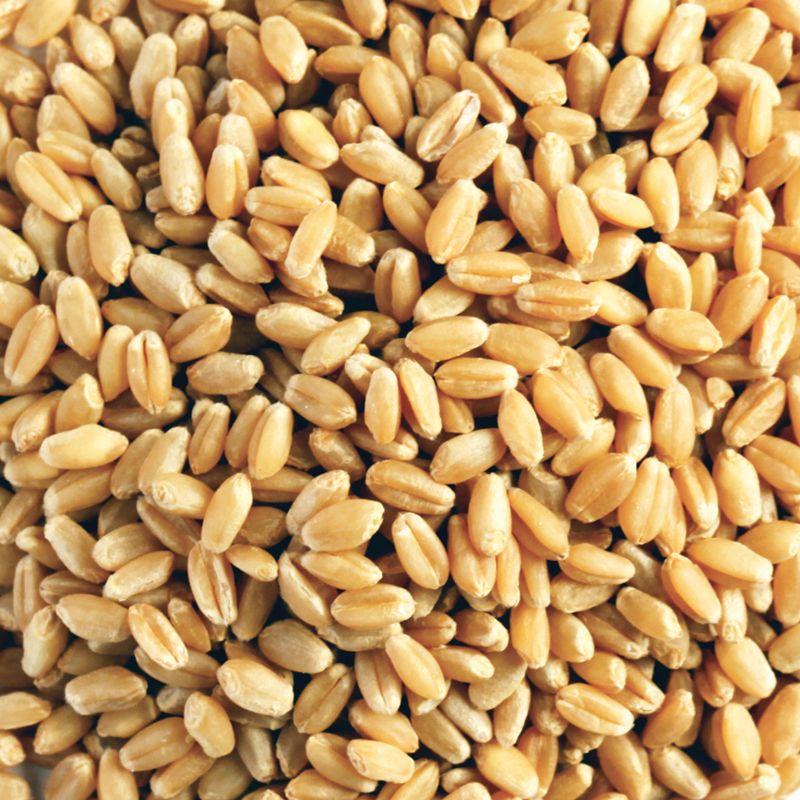 Organic Wheat.jpg