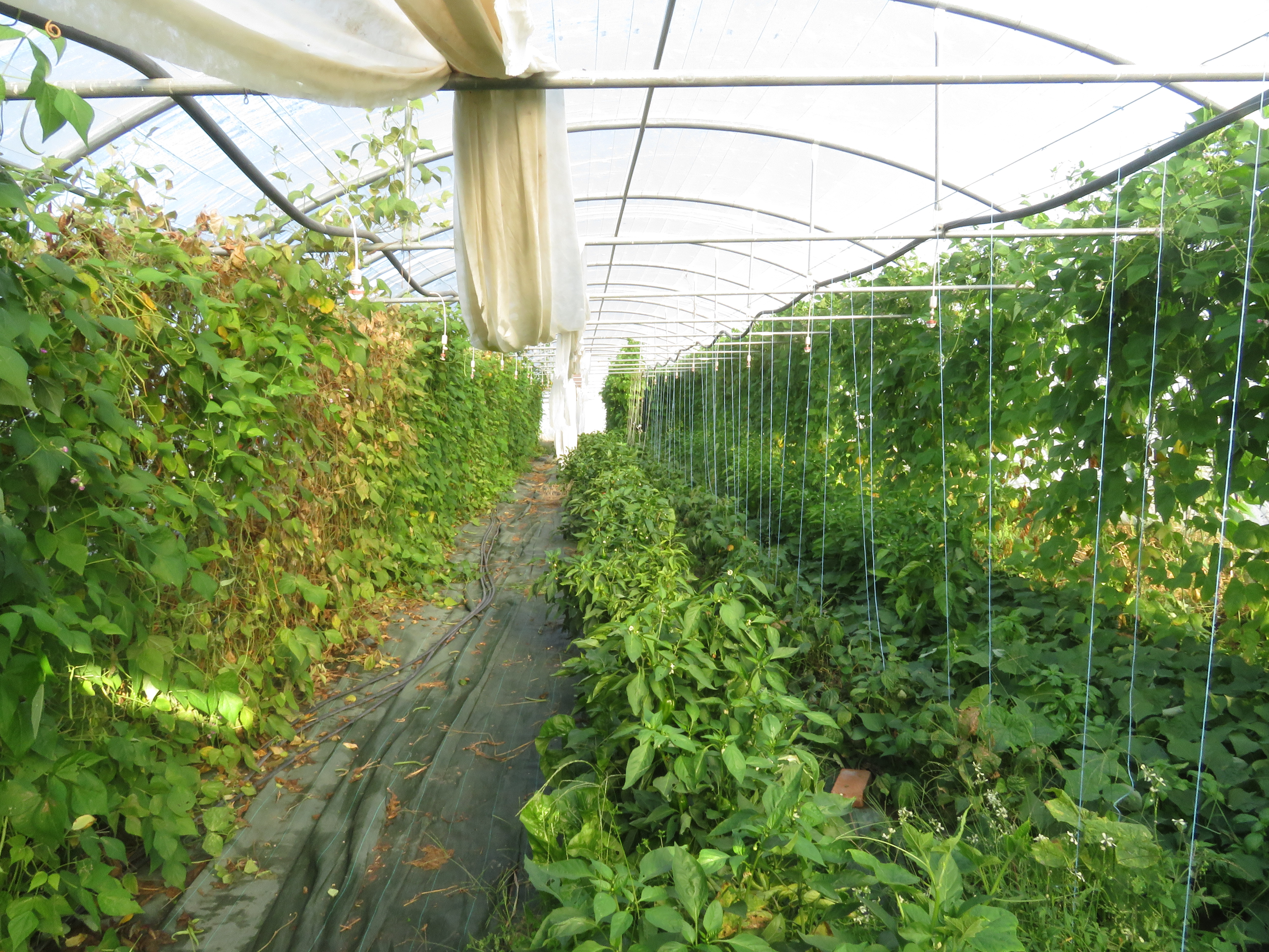 LE POTAGER DU MONCEAU