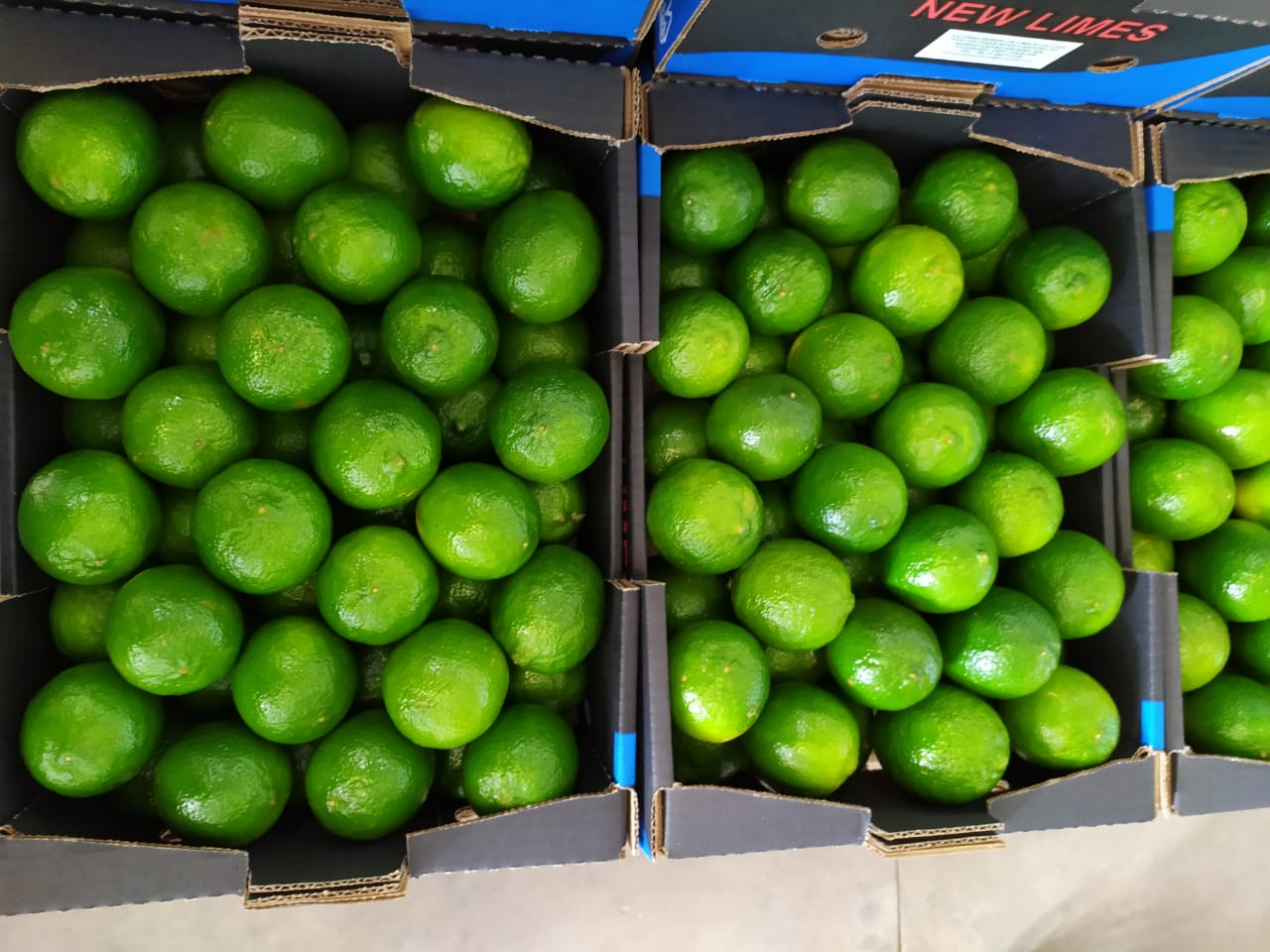 Limes 3.jpeg