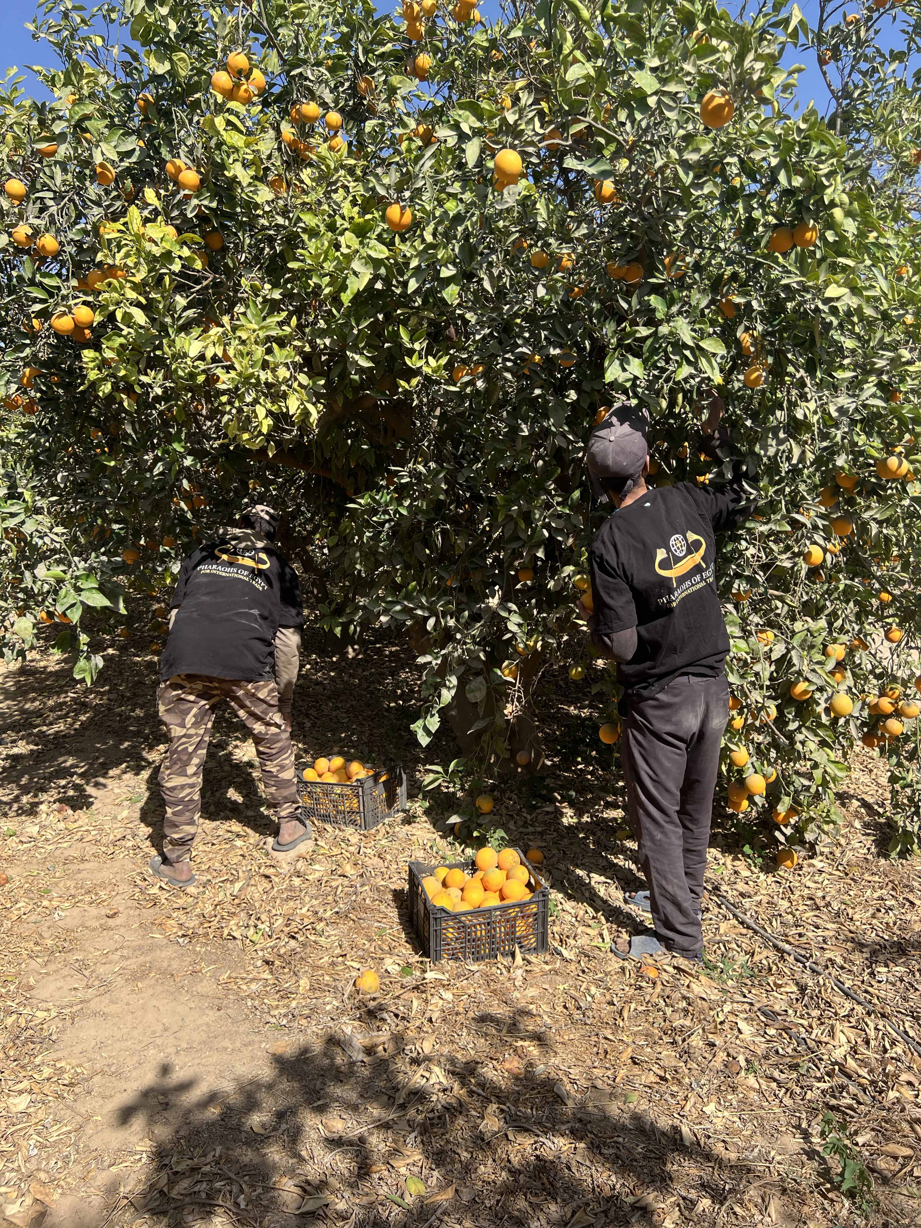 PEI Trade Oranges V (18).jpeg