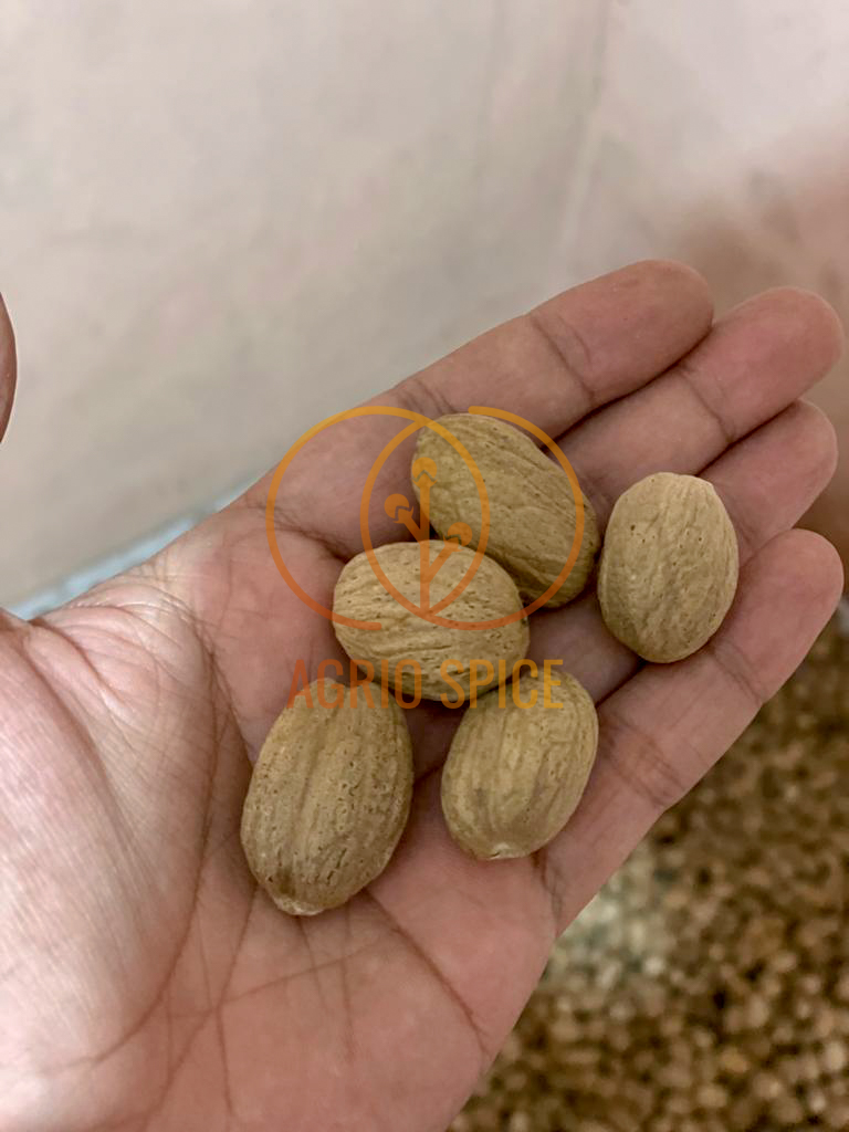 Nutmeg ABCD with shell.jpg