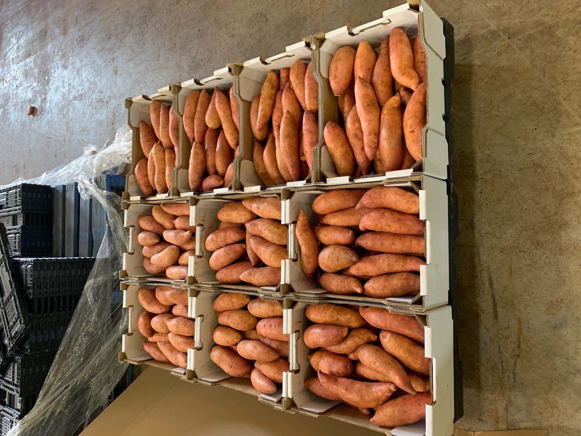 Export tray.jpg