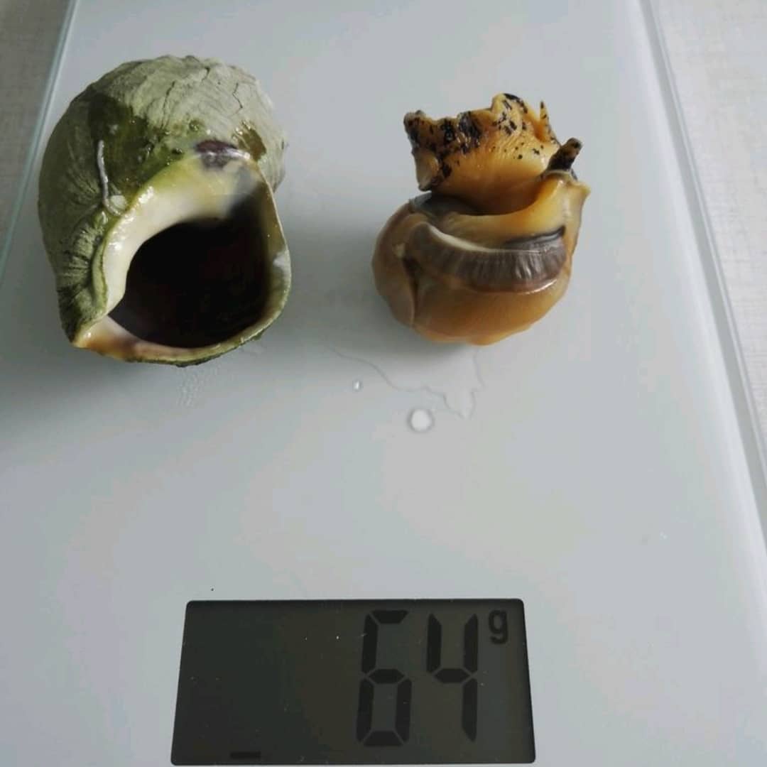 Whelk Norway 1.jpg
